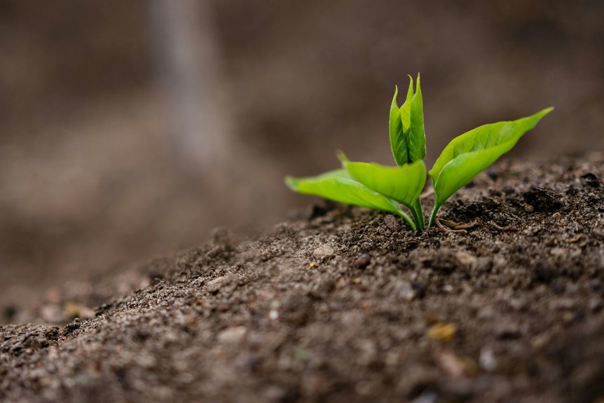 fireplace ashes for garden fertilization